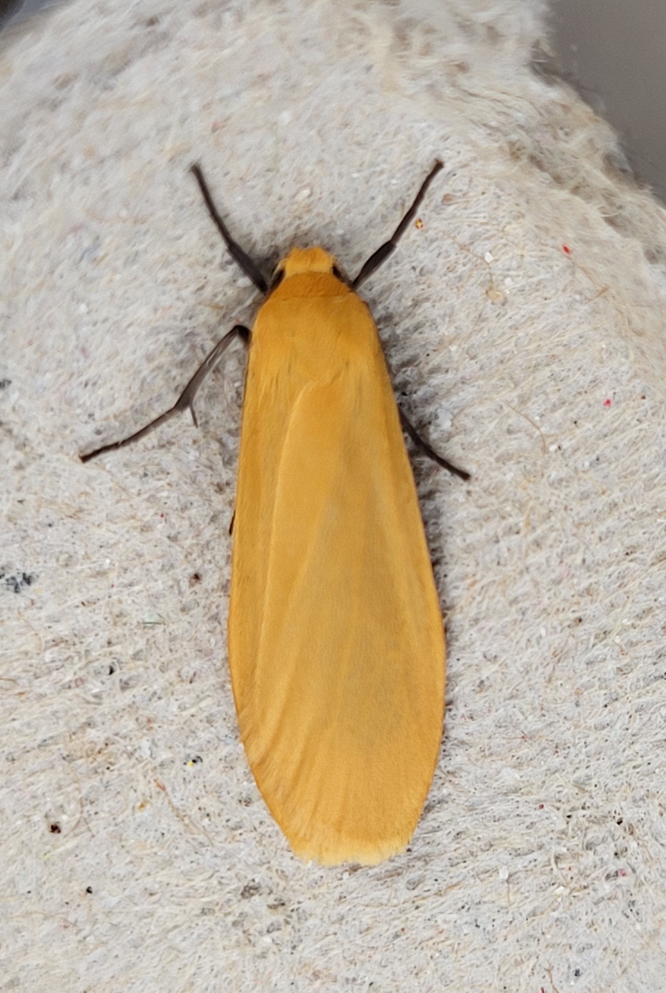 Photo of Orange Footman (Eilema sororcula)